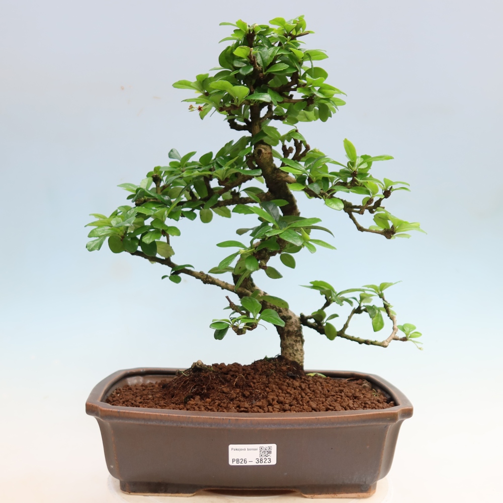 Izbové bonsaje - Carmona macrophylla - Tea fuki