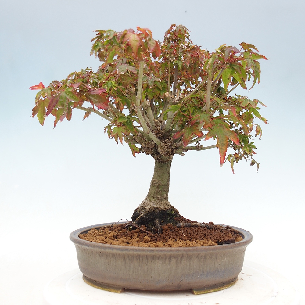 Acer palmatum KIOHIME - Javor palmetový
