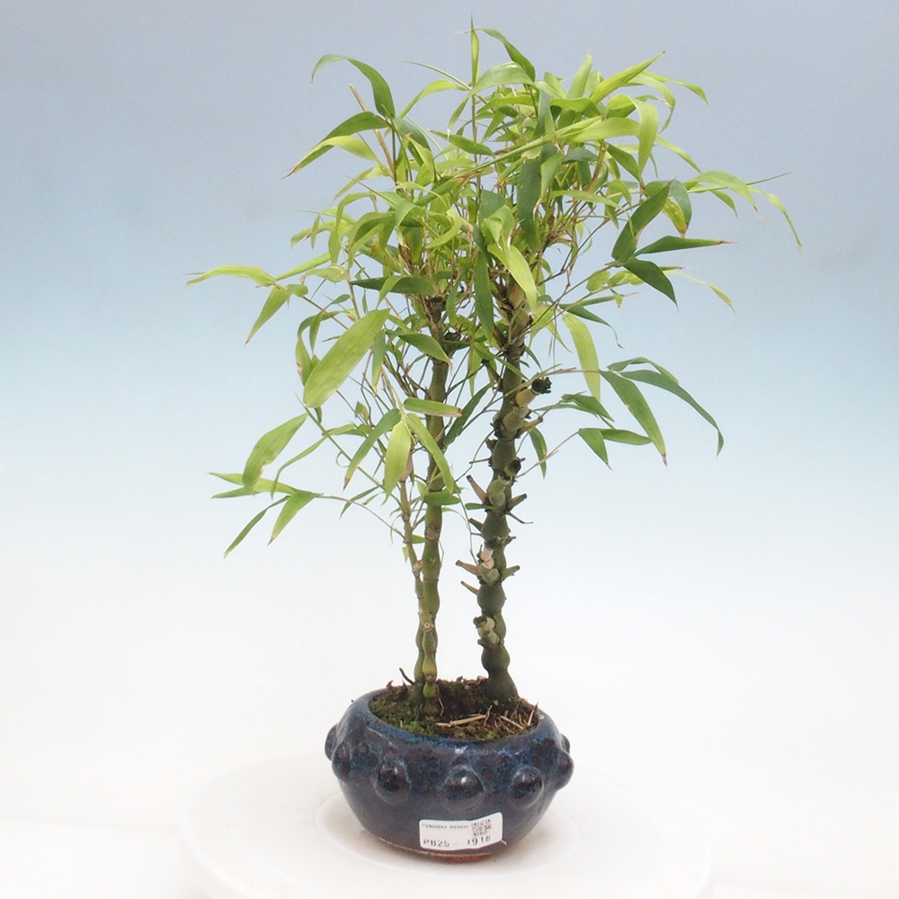 Izbová bonsai - Bambus budha-Bambus budhovo brucho