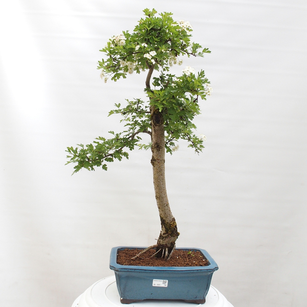Vonkajší bonsai - Hloh - Crataegus monogyna