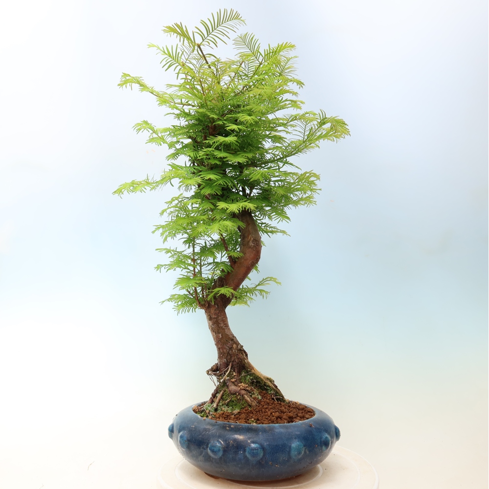 Vonkajšie bonsaje - Metasequoia glyptostroboides - čínska metasekvoja