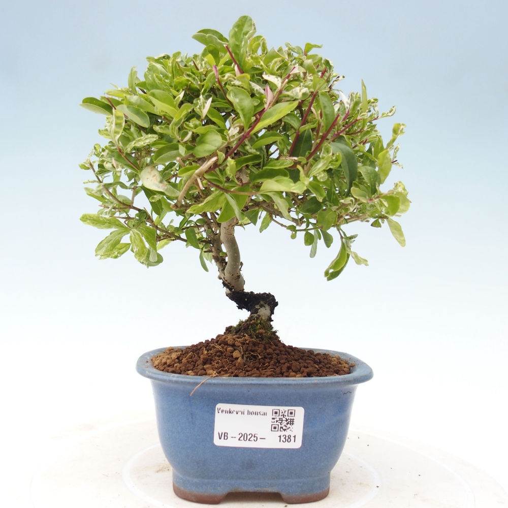 Vonkajší bonsai - Ligustrum obtusifolium - Vtáčí zob tupolistý