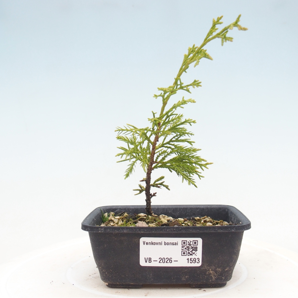 Vonkajší bonsaj - Juniperus chinensis Itoigawa
