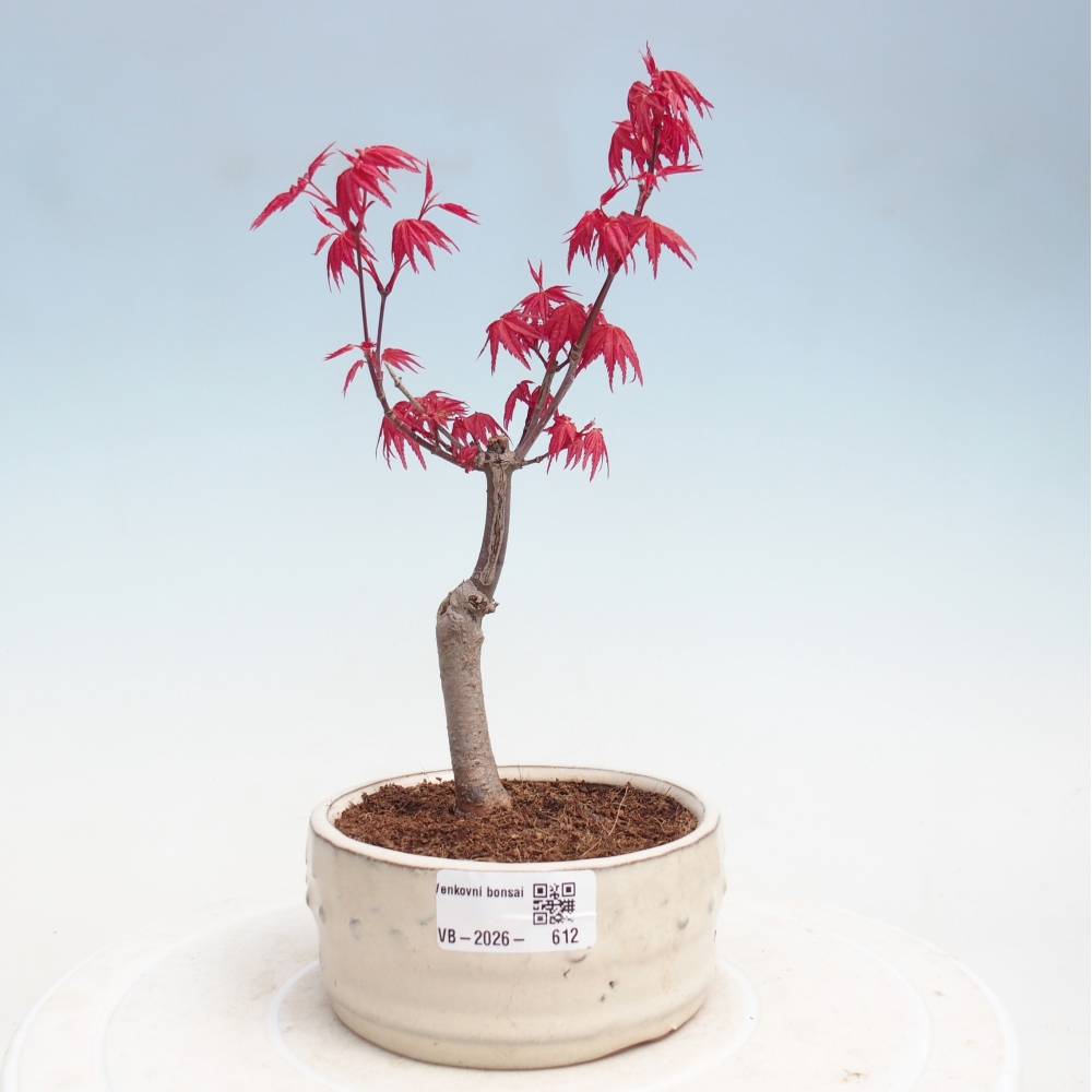 Vonkajší bonsaj - Acer palmatum DESHOJO