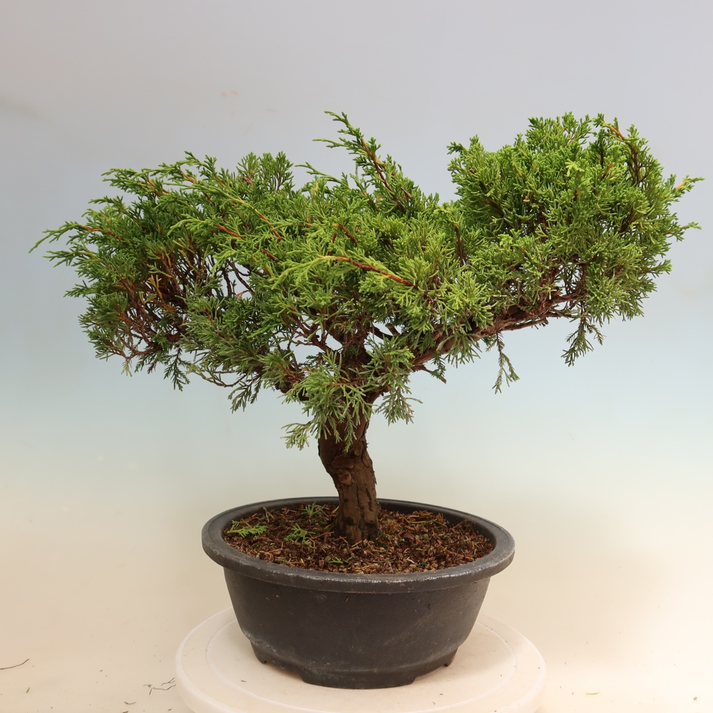 Vonkajší bonsai – Juniperus chinensis Itoigawa – čínsky jalovec