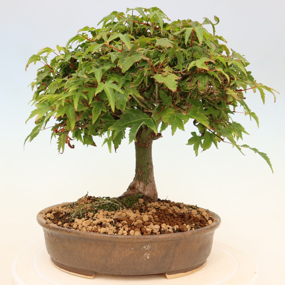 Acer palmatum KIOHIME - Javor palmetový