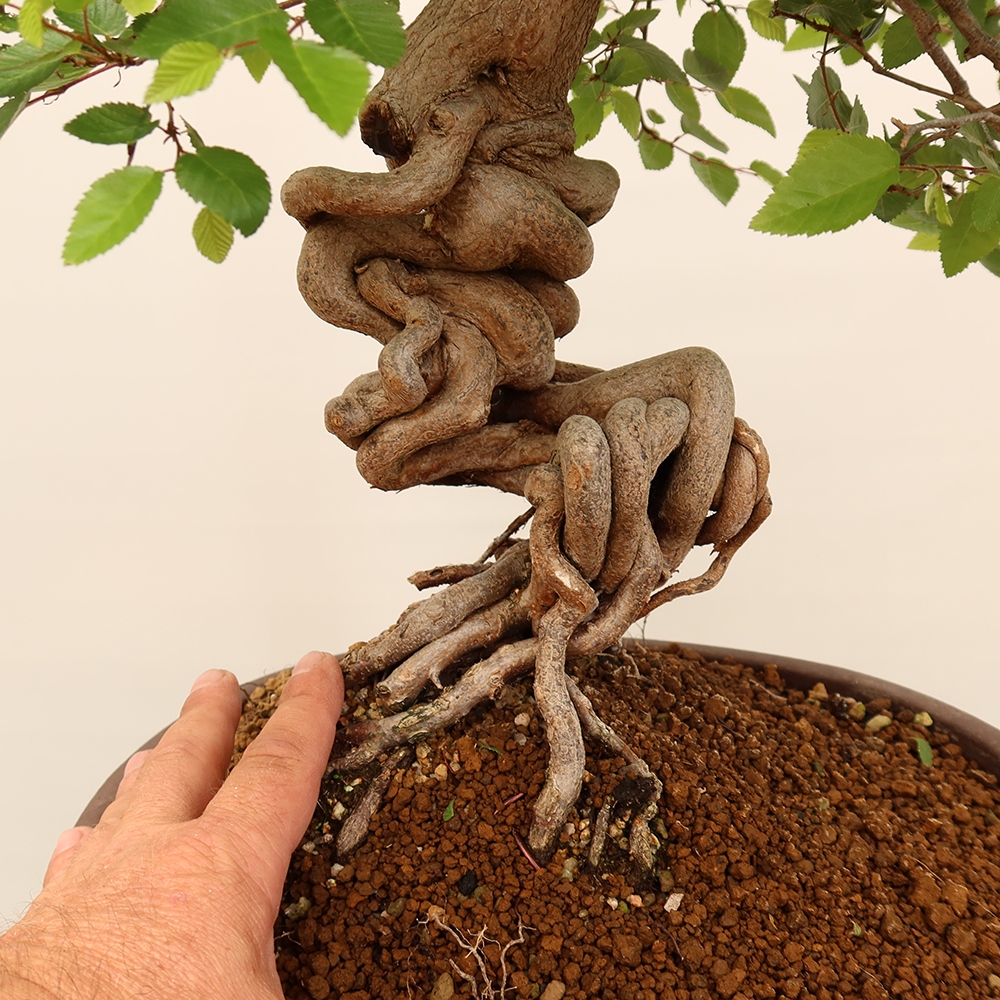 Vonkajší bonsai -Carpinus Coreana - Hrab kórejský