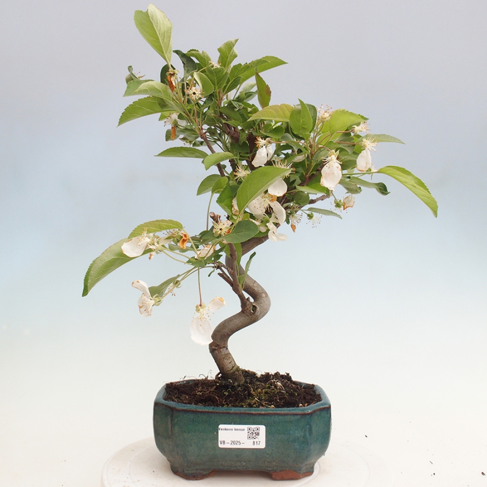 Vonkajší bonsai -Malus halliana - Maloplodá jabloň