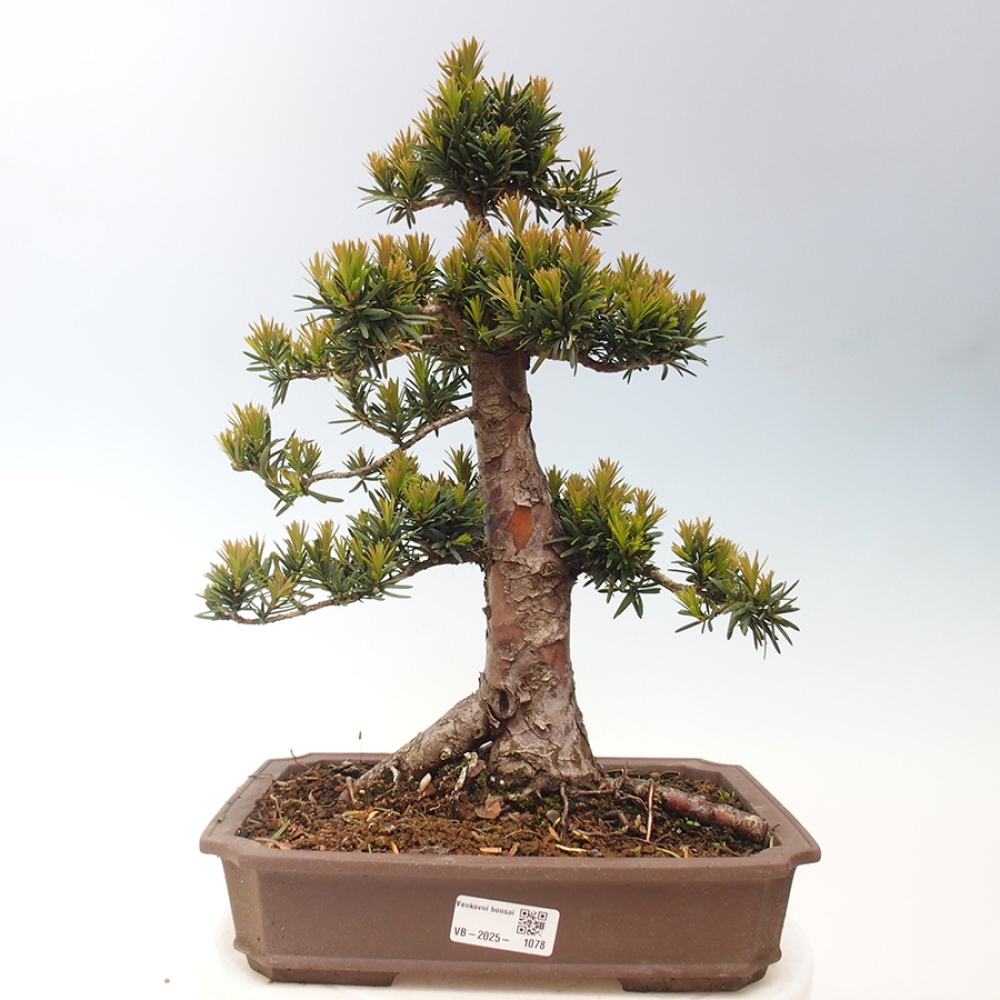 Vonkajší bonsai - Taxus cuspidata - Tis japonský