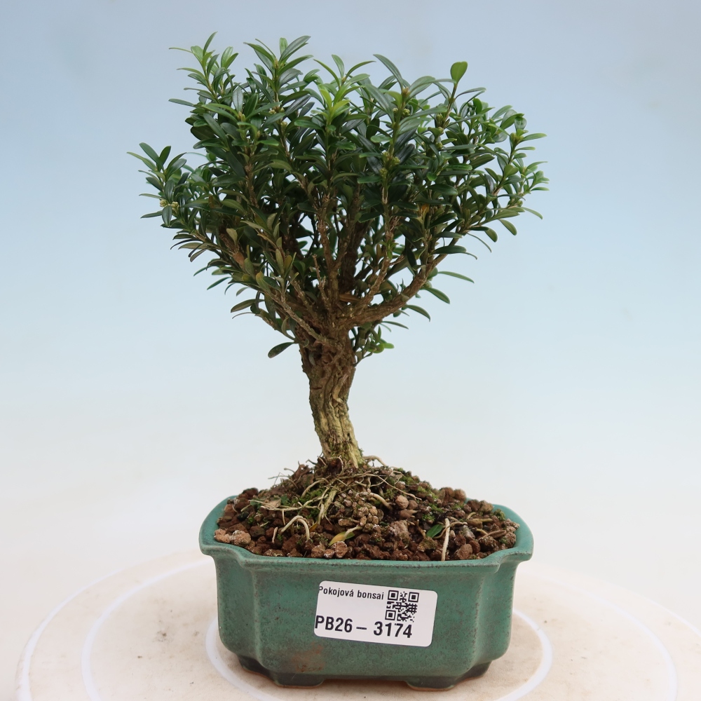 Izbové bonsaje - Buxus harlandii - korkový buxus