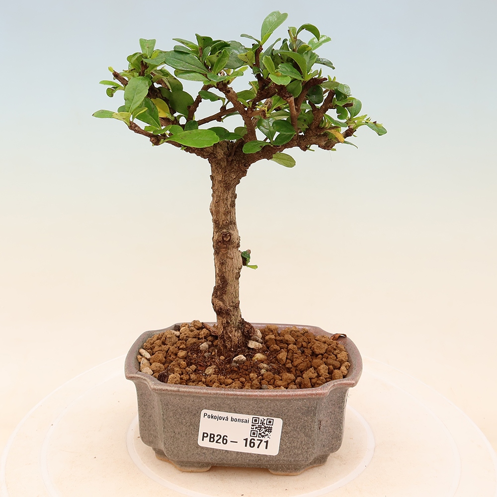 Izbové bonsaje - Carmona macrophylla - Tea fuki