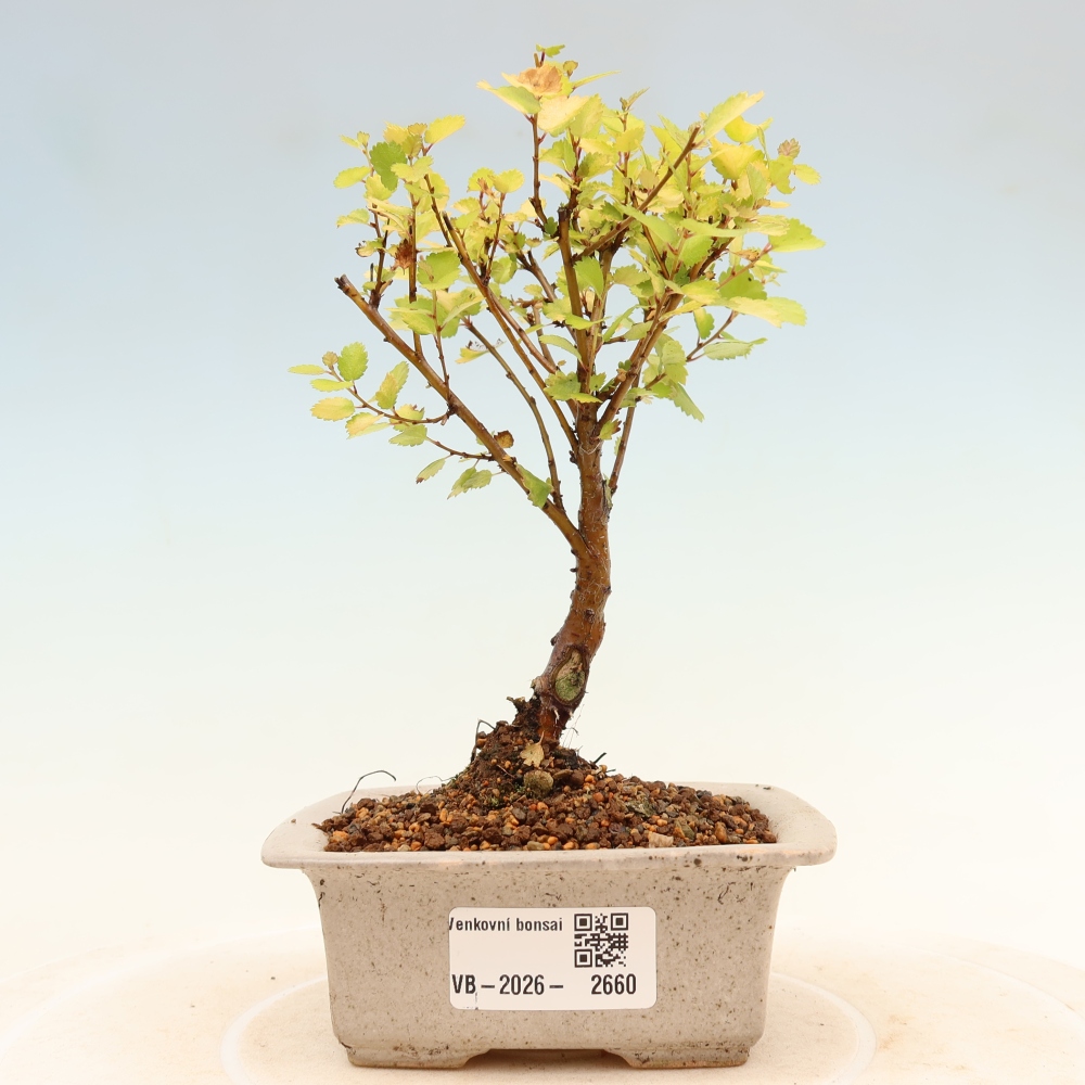 Vonkajší bonsai – trpasličia breza – Betula NANA Golden Treasure