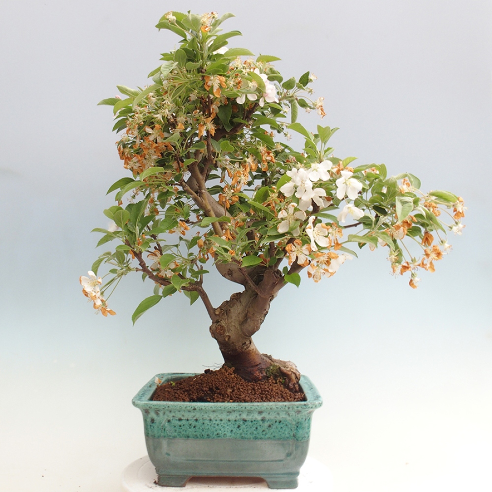 Vonkajší bonsai -Malus halliana - Maloplodá jabloň