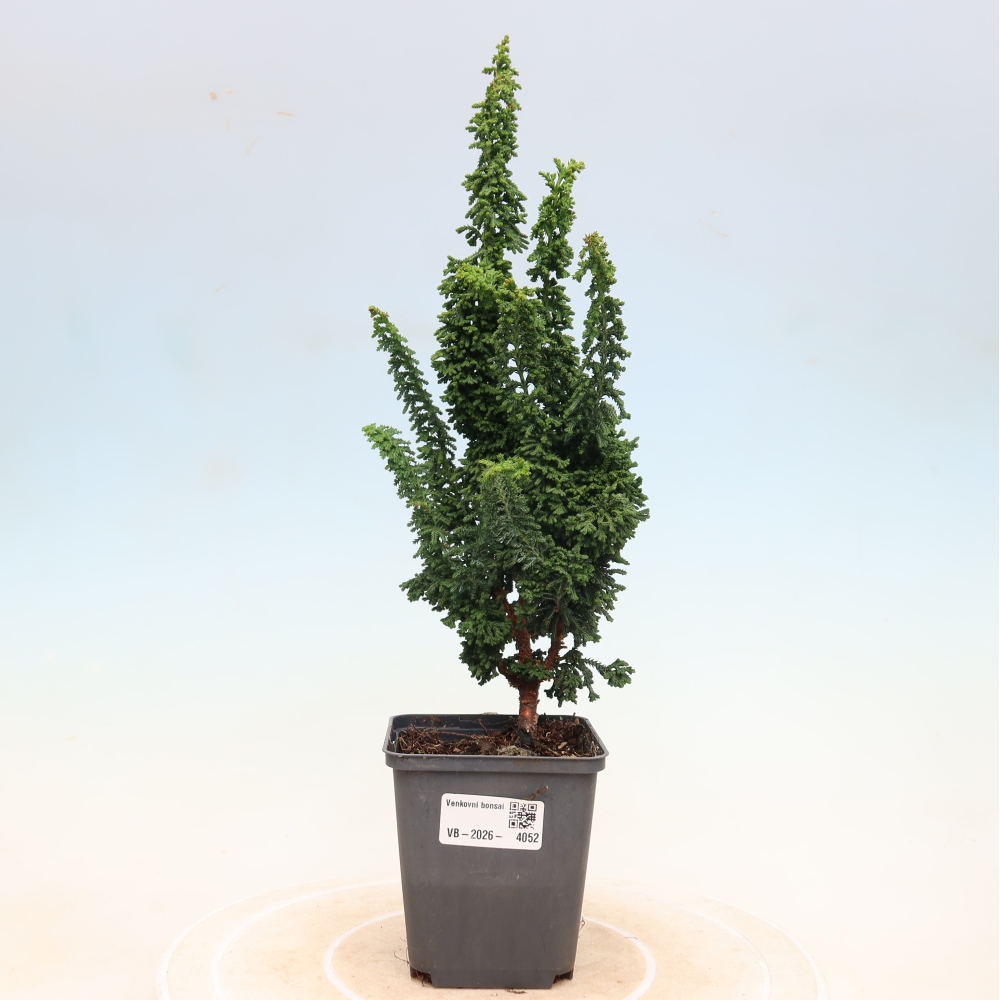Vonkajší bonsaj - Cham. obtusa SEKKA HINOKI - Cypruštek