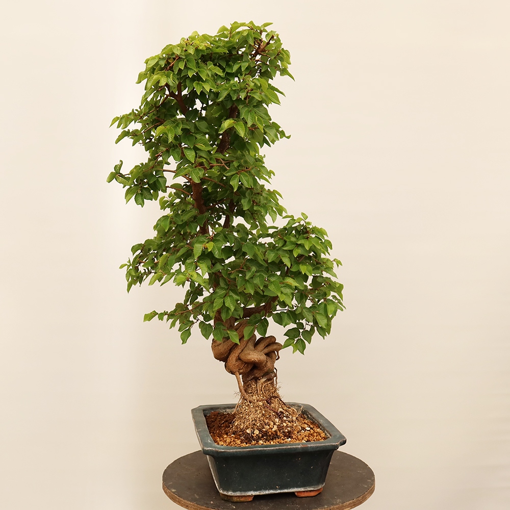 Vonkajší bonsai -Carpinus Coreana - Hrab kórejský