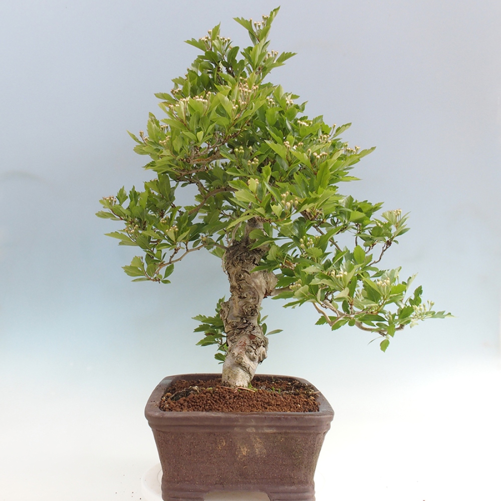 Vonkajší bonsai - Hloh klinovitý - Crataegus cuneata