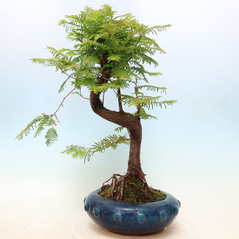 Vonkajšie bonsaje - Metasequoia glyptostroboides - čínska metasekvoja