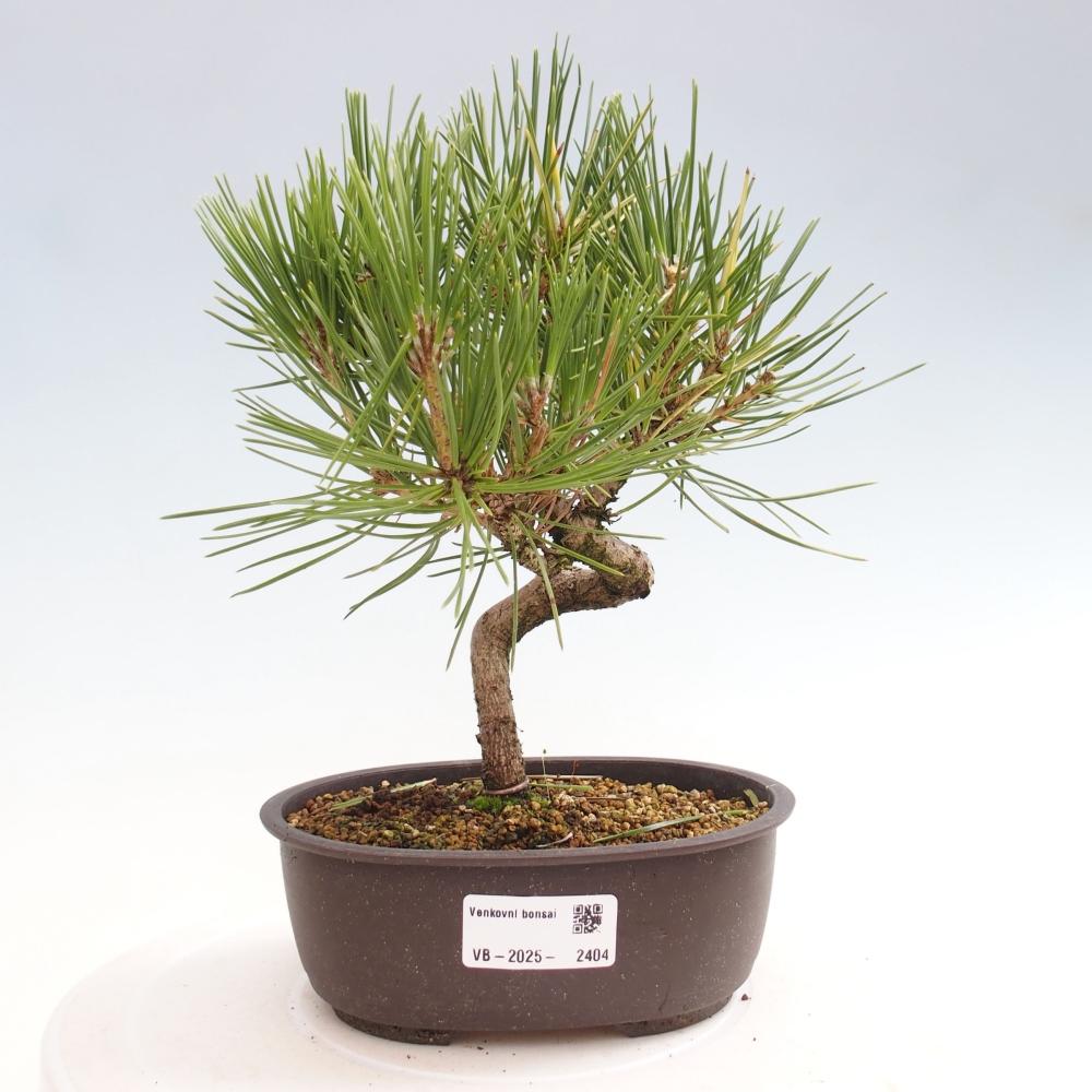 Vonkajší bonsai - Pinus thunbergii - Borovica thunbergova