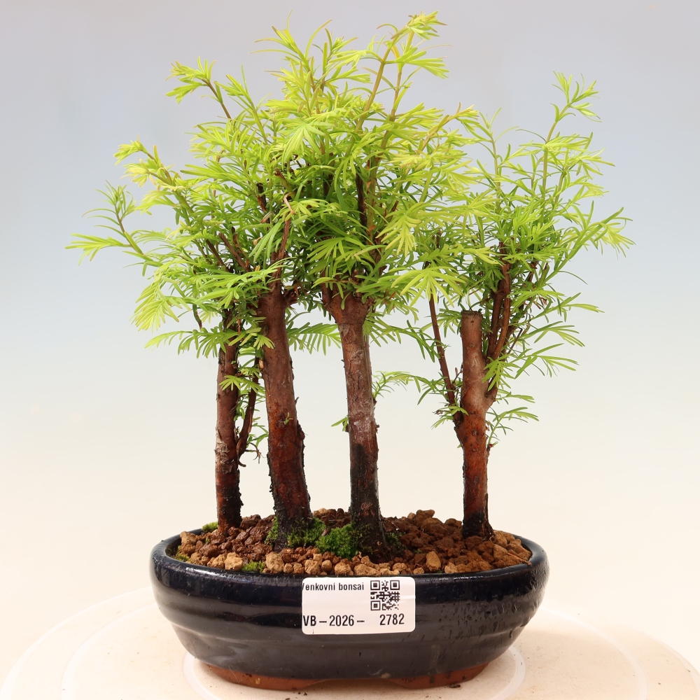 Vonkajší bonsai – Metasequoia glyptostroboides – čínska metasekvoja – hájik