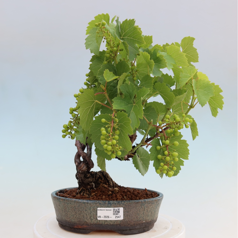 Vonkajšie bonsaje – Vinič – Vitis vinifera 