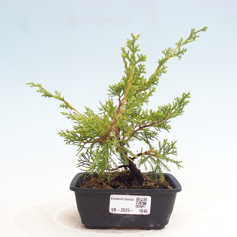 Vonkajší bonsai - Juniperus chinensis Itoigawa -Jalovec čínsky