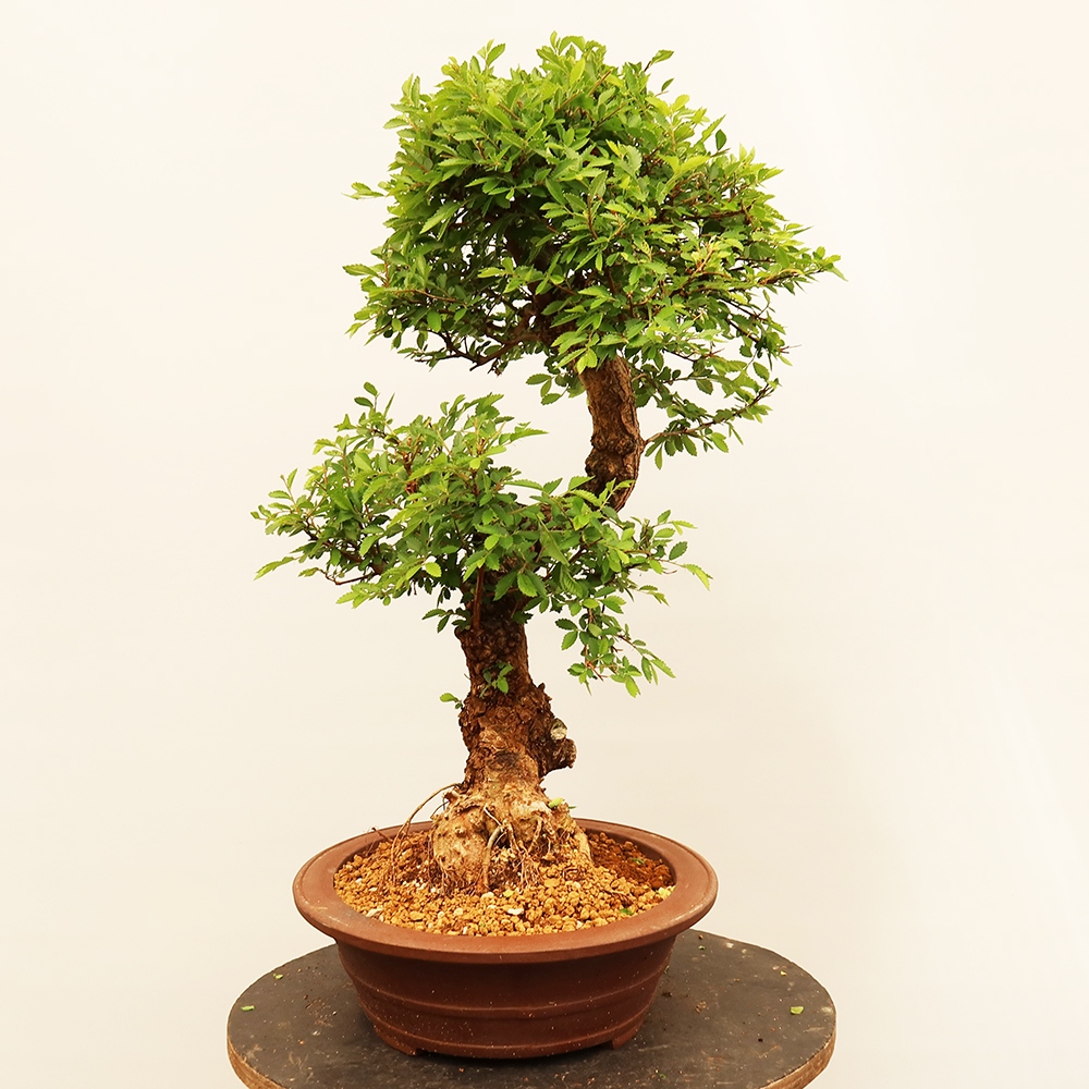 Vonkajšie bonsai - Zelkova - Zelkova NIRE