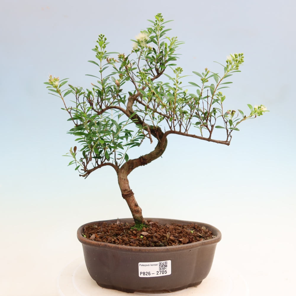 Izbové bonsaje - Syzygium - Pimento