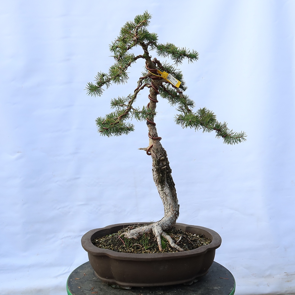 Pinus sylvestris Španielsko – borovica lesná