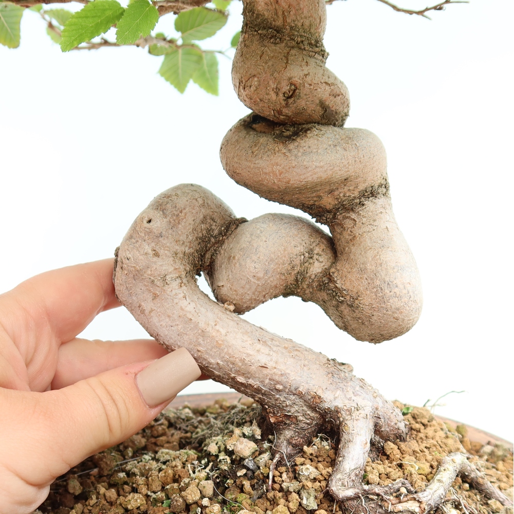 Vonkajšie bonsaje -Carpinus CARPINOIDES - Hrab kórejský