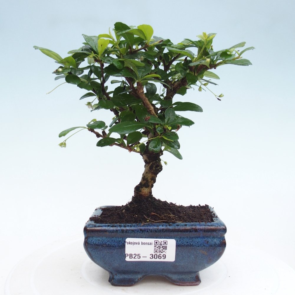 Izbová bonsai - Carmona macrophylla - Čaj fuki
