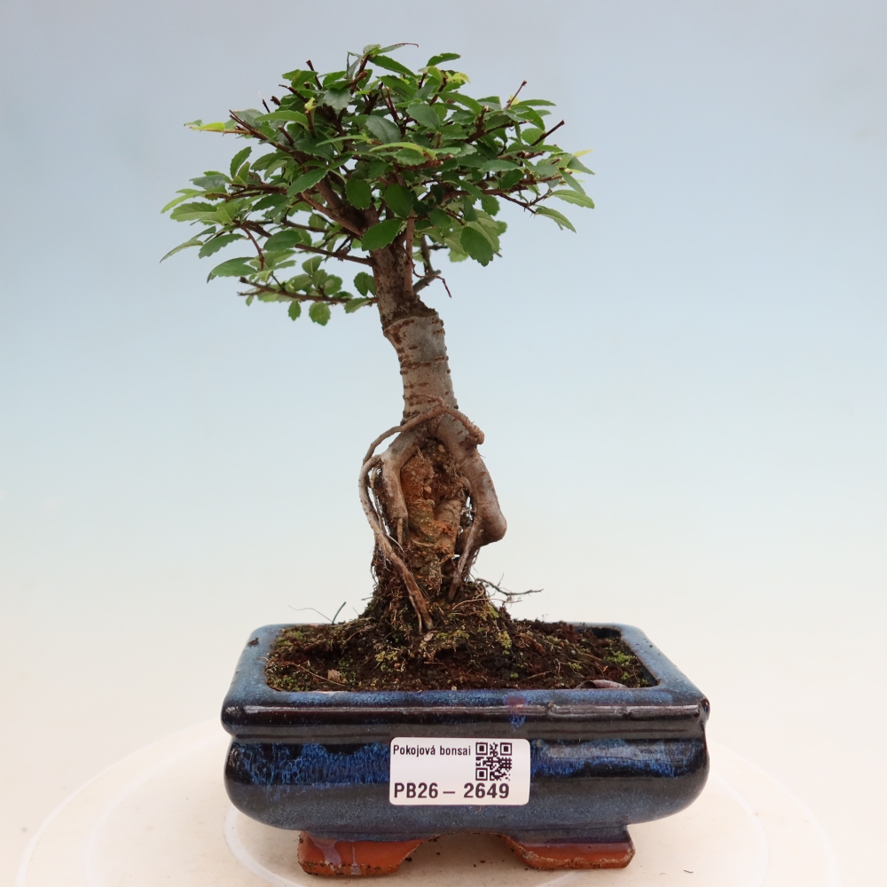 Izbový bonsaj - Ulmus parvifolia - brest malolistý