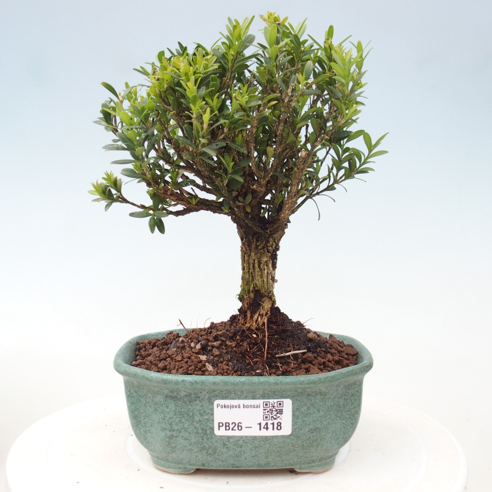 Izbové bonsaje - Buxus harlandii - korkový buxus