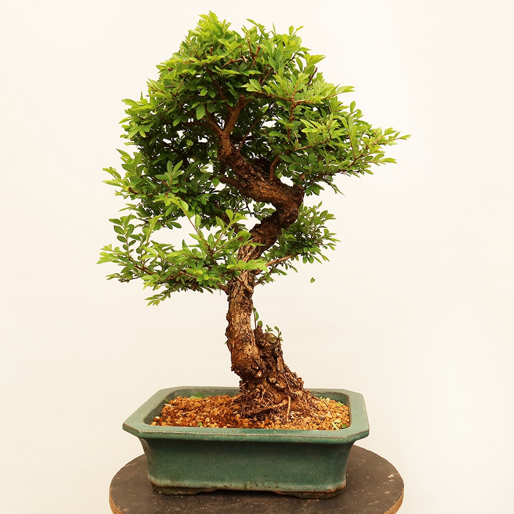 Vonkajšie bonsai - Zelkova - Zelkova NIRE