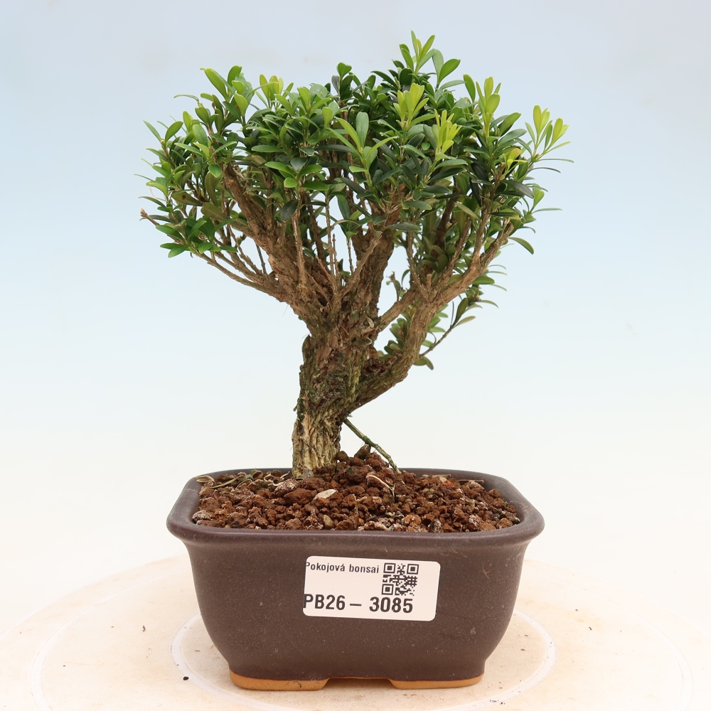 Izbové bonsaje - Buxus harlandii - korkový buxus
