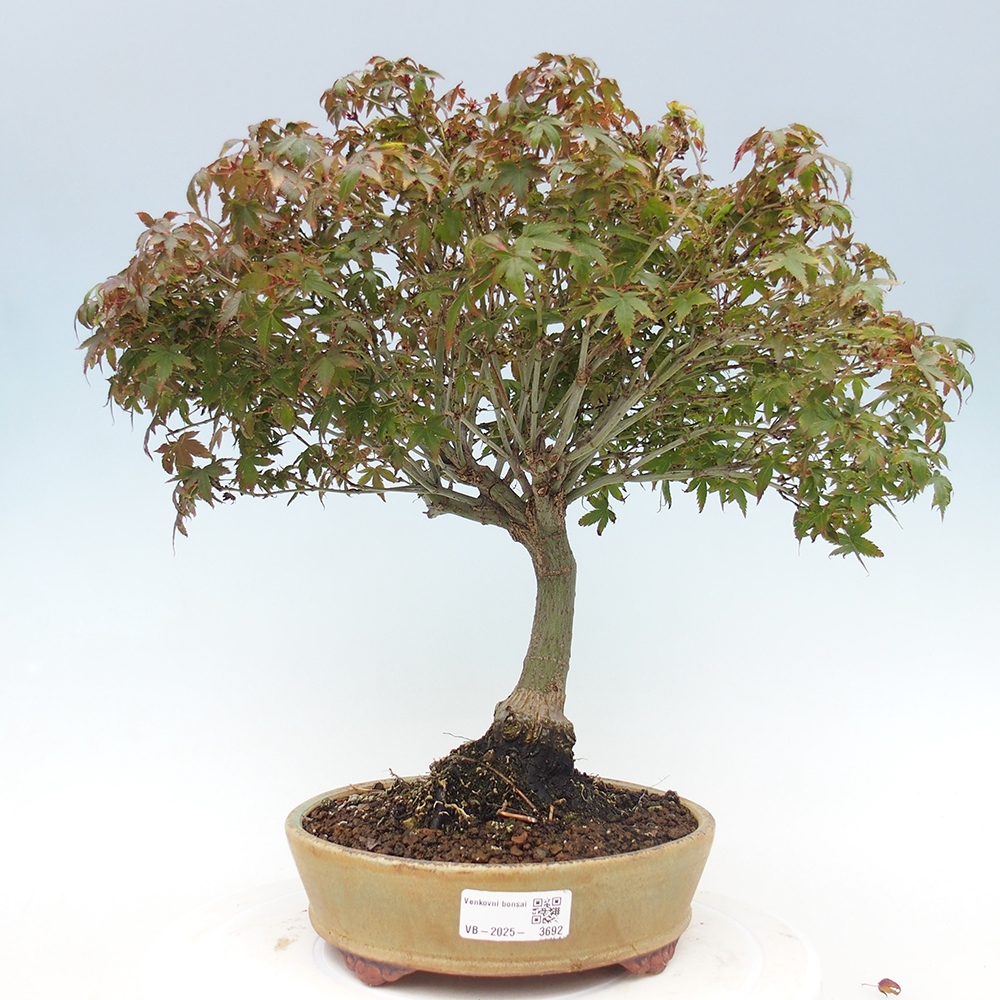 Acer palmatum KIOHIME - Javor palmetový