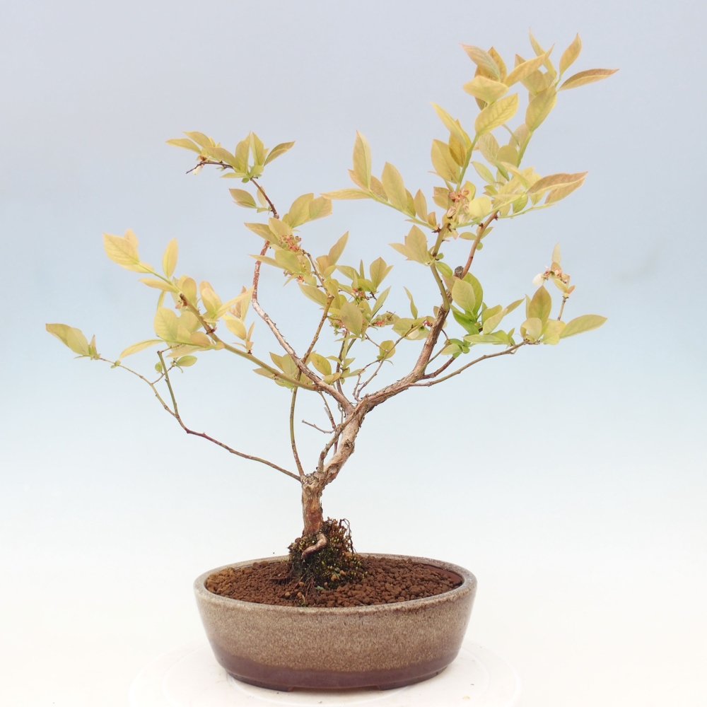 Vonkajšie bonsai - kanadská čučoriedka - Vaccinium corymbosum