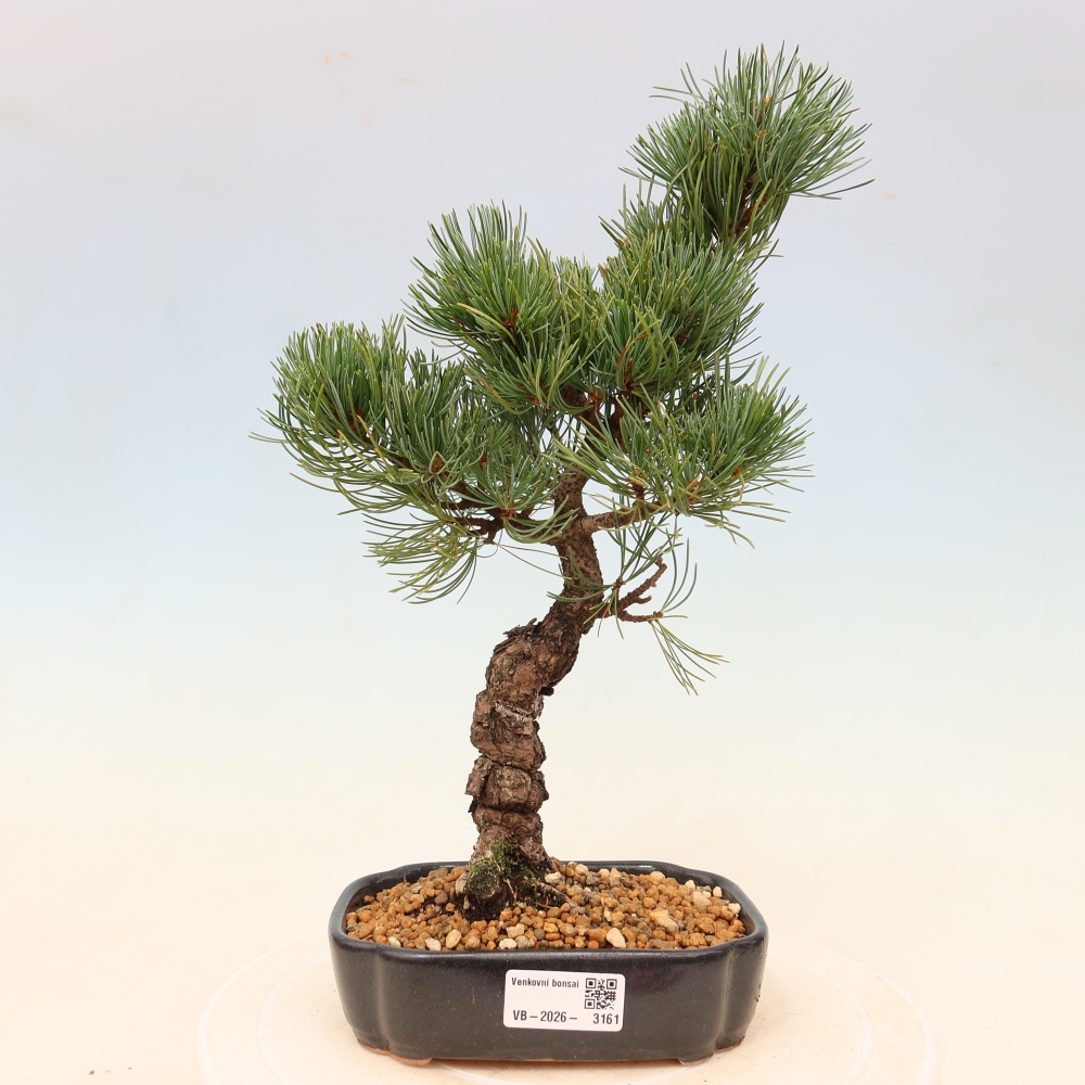Vonkajšie bonsaje - Pinus parviflora - Pinus parviflora