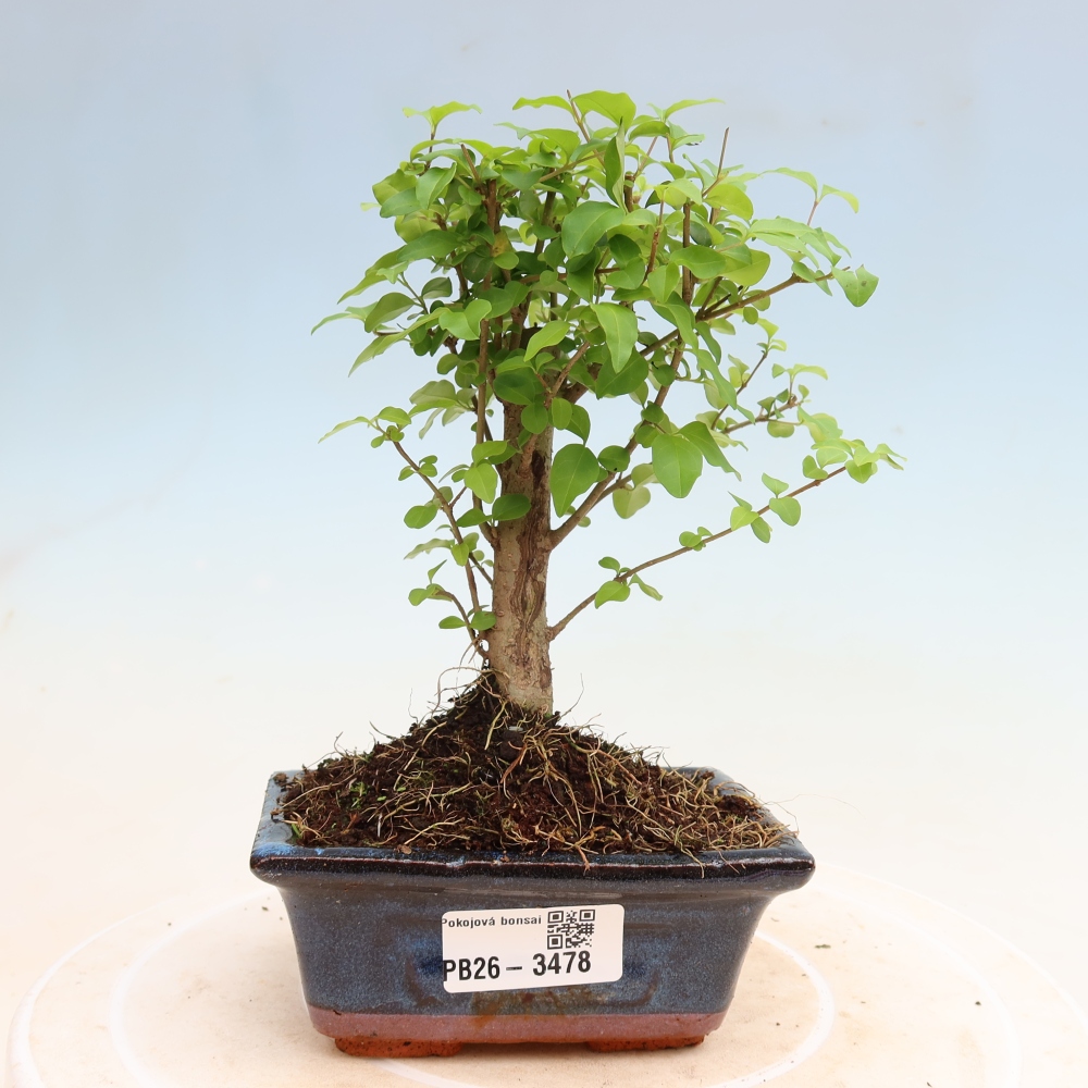 Izbový bonsaj -Ligustrum chinensis - Vtáčí zobák