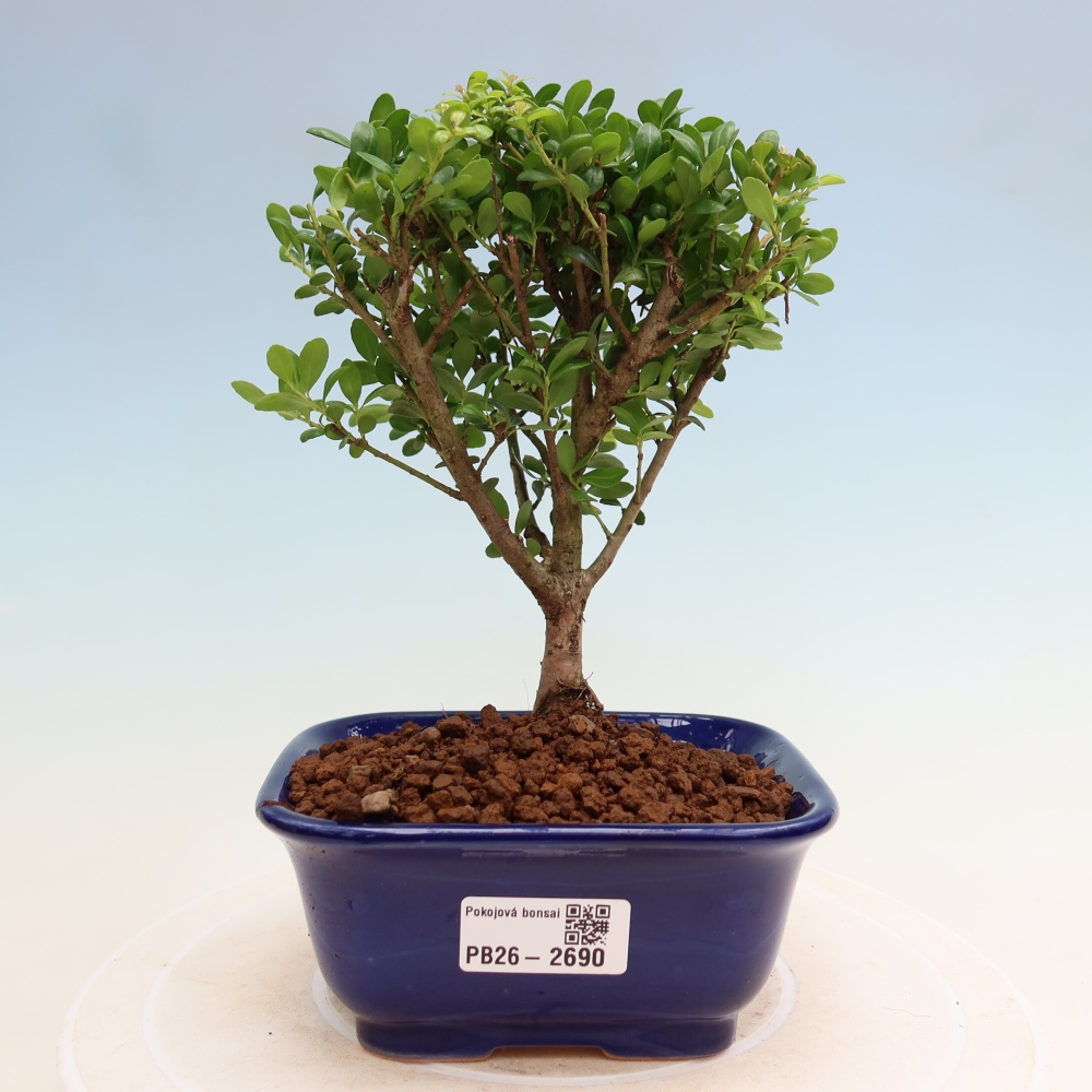 Izbový bonsaj - Ilex crenata - Cesmína