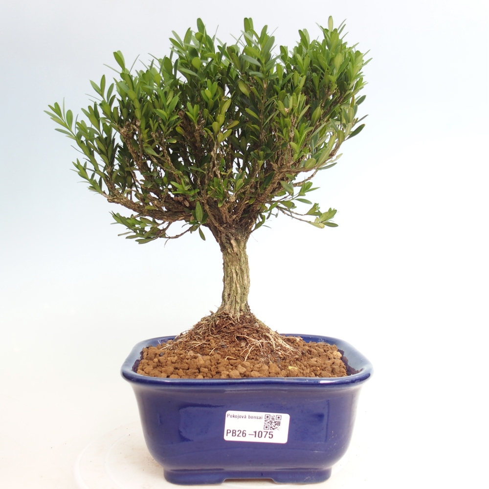 Izbové bonsaje - Buxus harlandii - korkový buxus