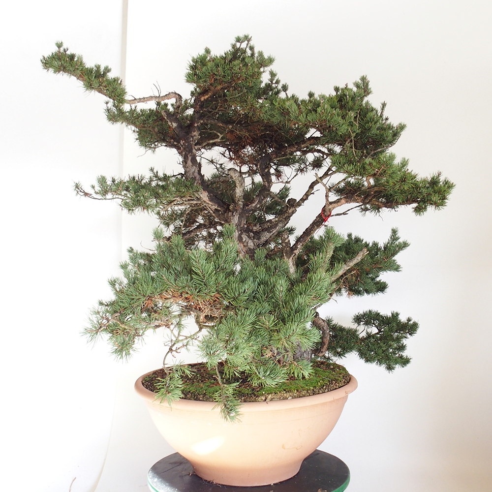 Yamadori - Pinus sylvestris Španielsko