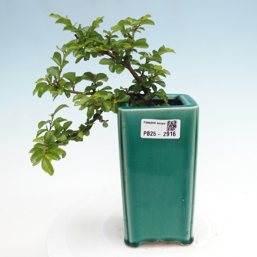 Izbová bonsai - Grewia occidentalis - Hviezdica levanduľová