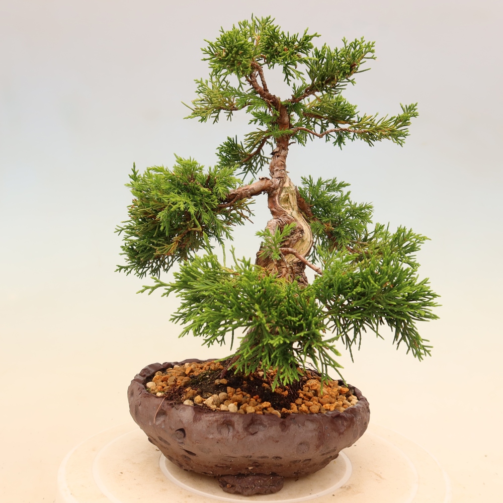 Vonkajší bonsaj - Juniperus chinensis Itoigawa
