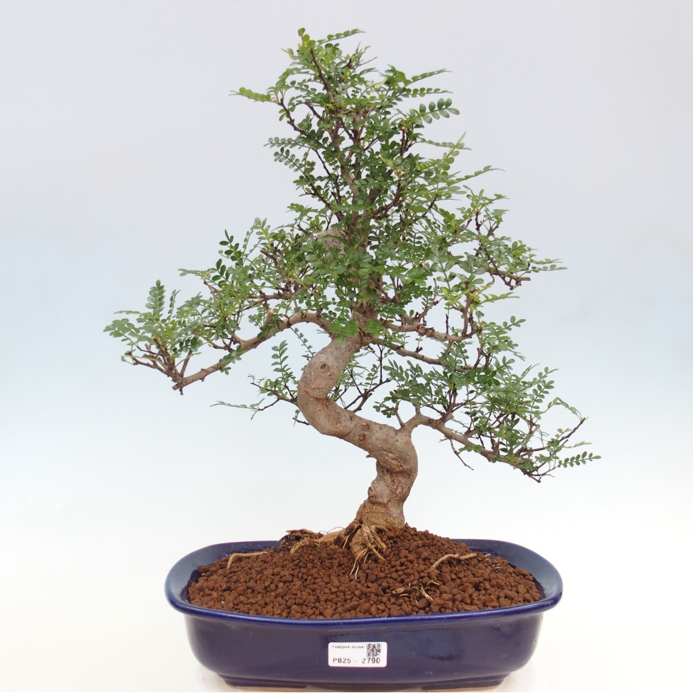 Izbová bonsai - Zantoxylum piperitum - korenistý