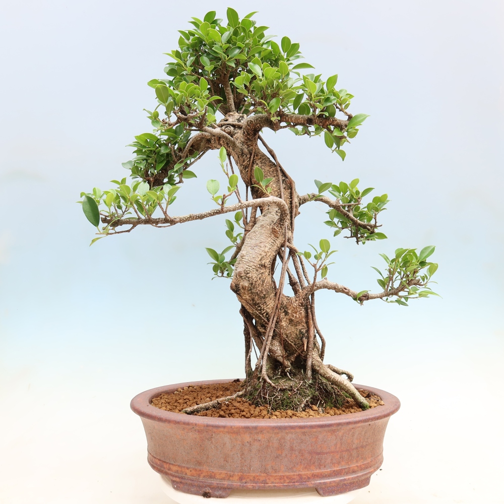 Izbové bonsaje - Ficus kimmen - drobnolistý fikus