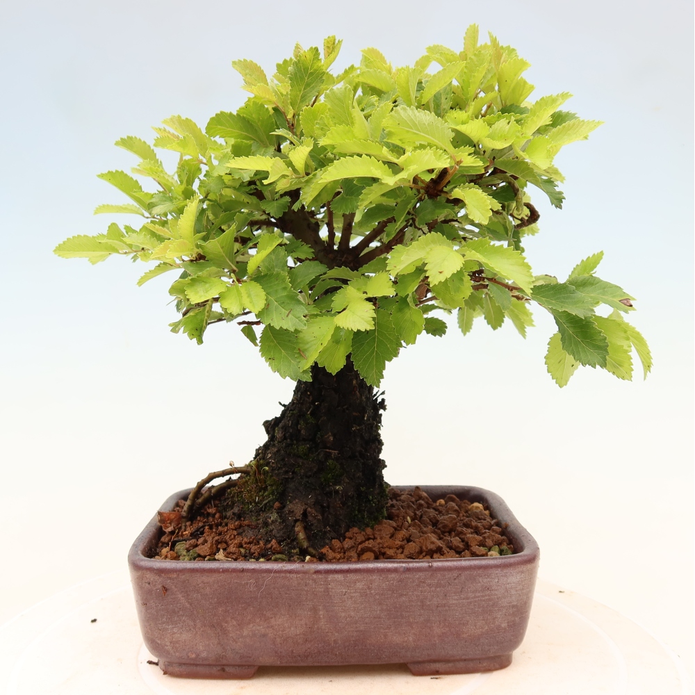 Vonkajšie bonsaje - Zelkova - Zelkova NIRE
