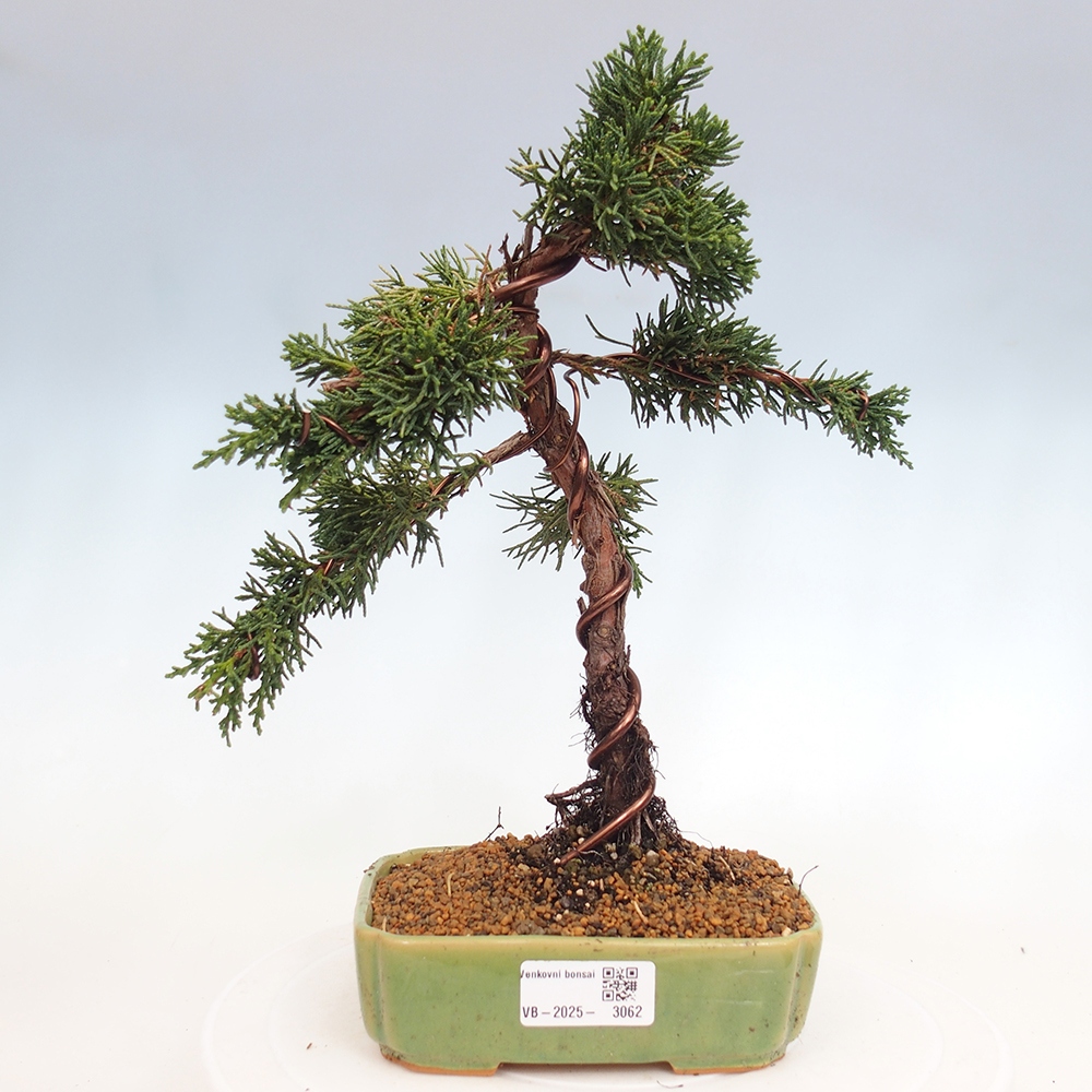 Vonkajší bonsai - Juniperus chinensis Kishu -Jalovec čínsky