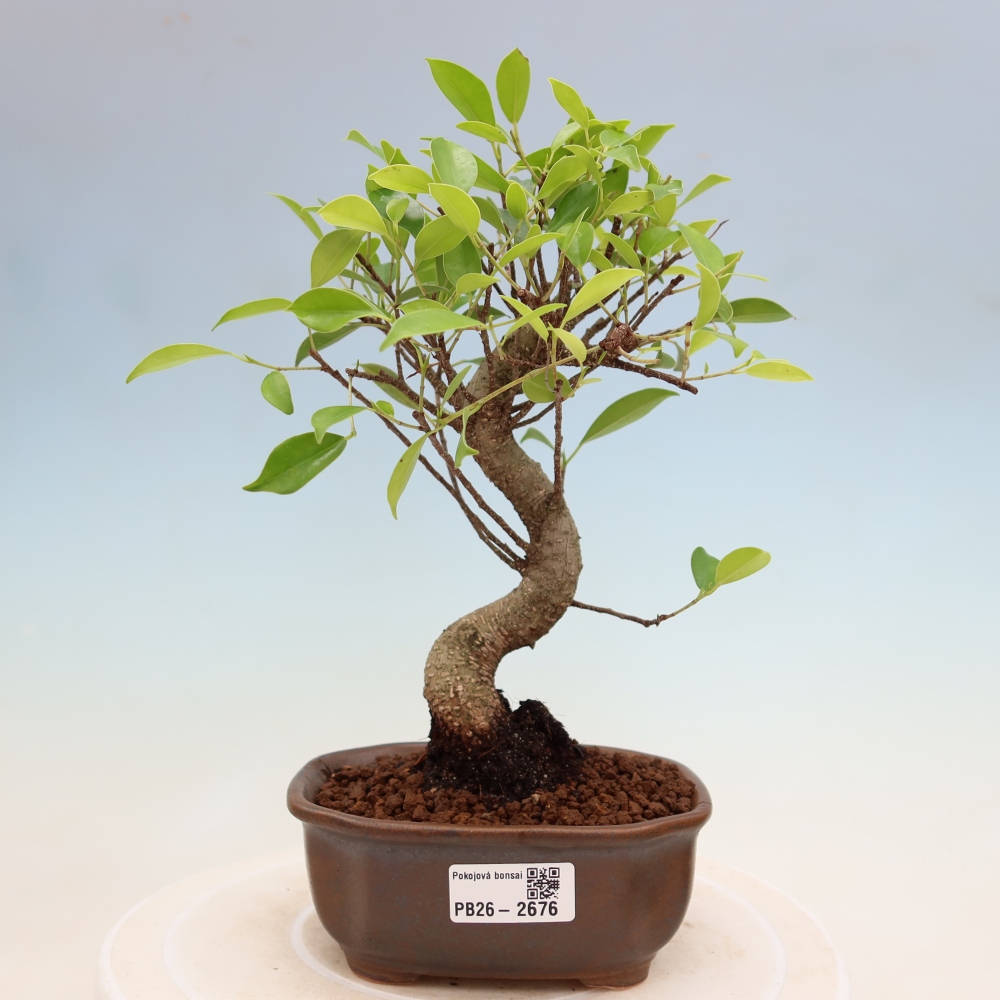 Izbové bonsaje - Ficus kimmen - drobnolistý fikus
