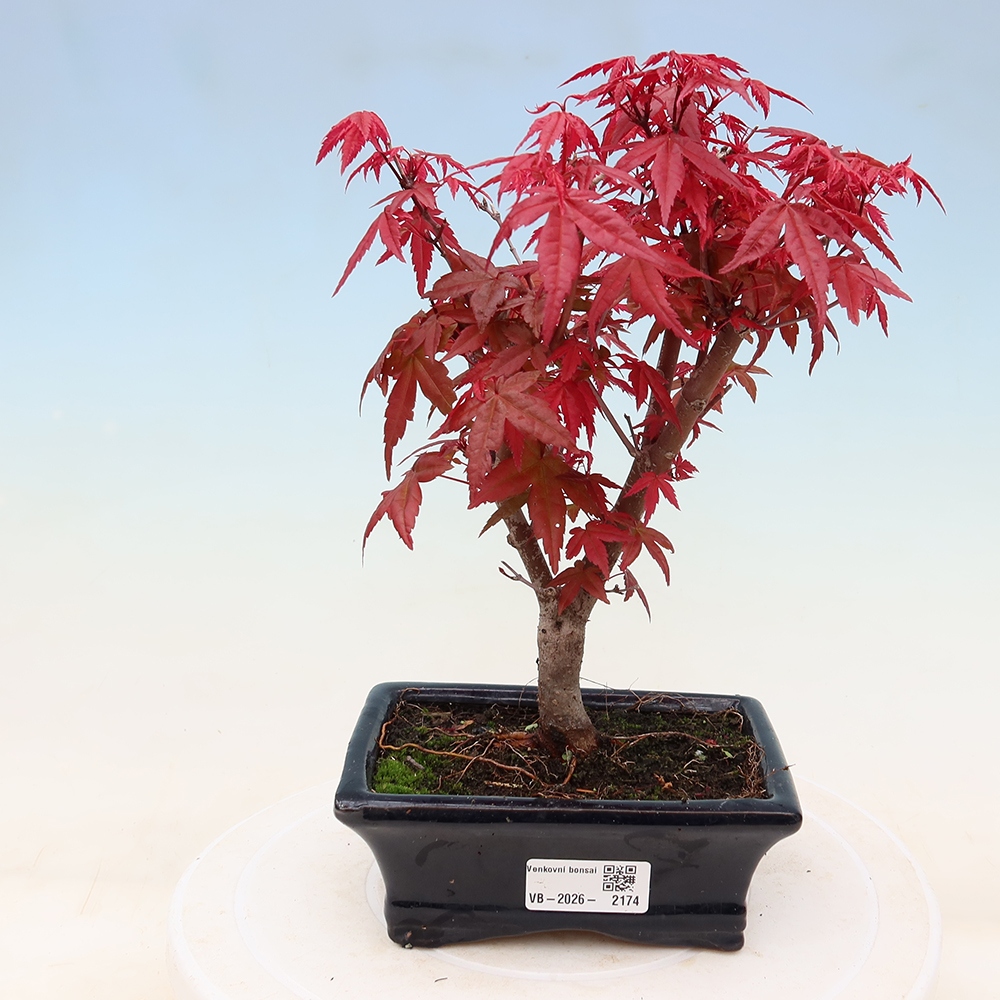 Vonkajší bonsaj - Acer palmatum DESHOJO