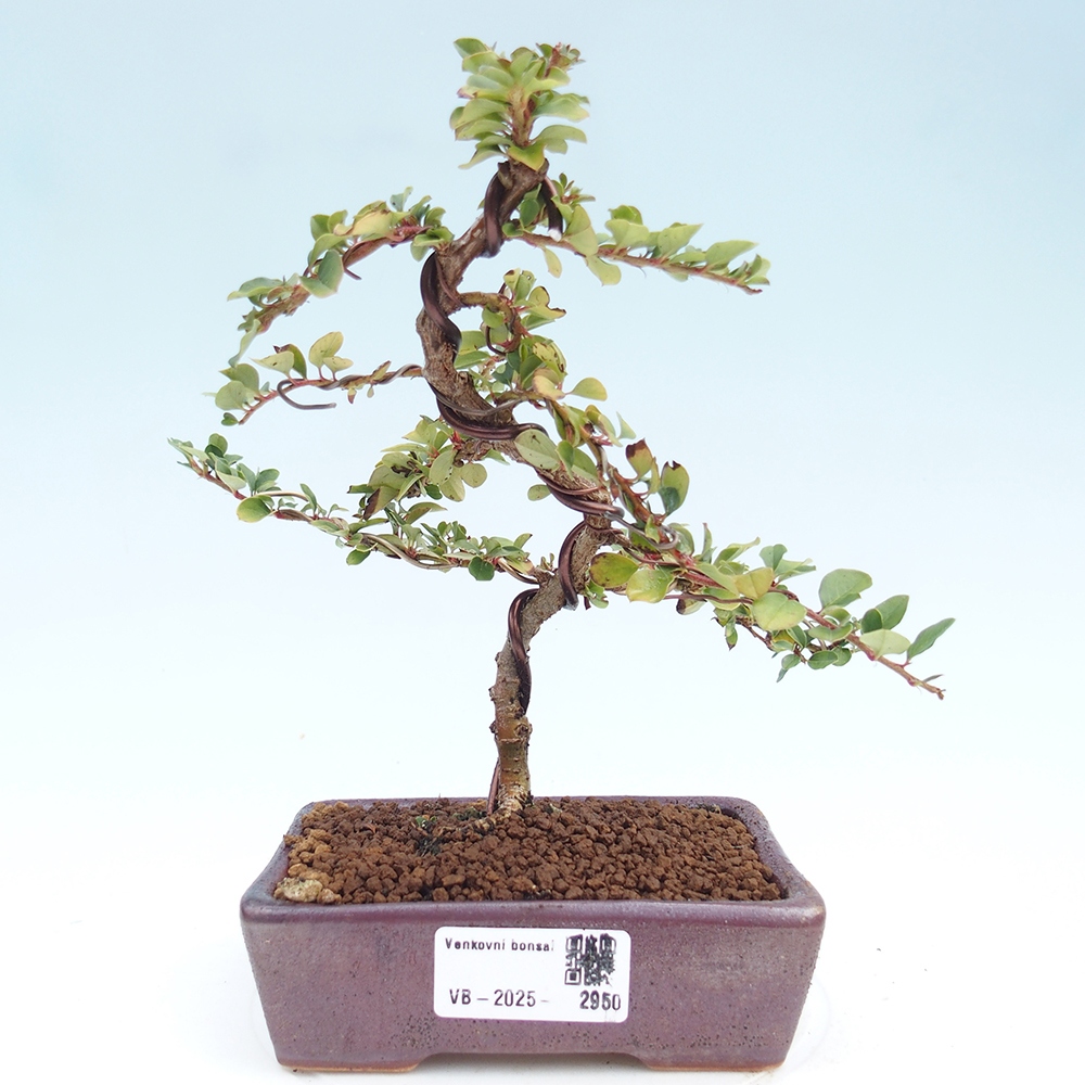 Vonkajší bonsai - Cotoneaster horizontalis - Skalník